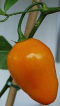 Chile de Seda - Capsicum pubescens