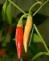 Chile de arbol - Capsicum annuum - Frchte