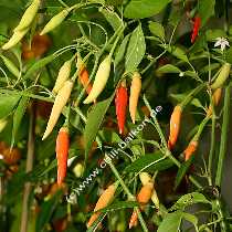 Chile de arbol - Capsicum annuum - Pflanze