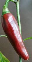 Chili Ungarn - C. annuum