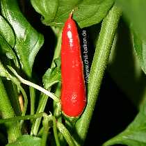 Chili China - Capsicum annuum