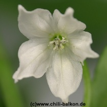 Blte der Csips Mini Paprika