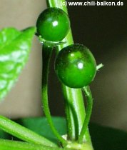 Capsicum eximium unreif