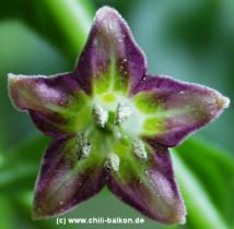 Capsicum eximium Blte