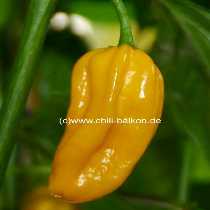 Fatalii - C. chinense