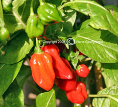 Fatalii ornage - Reife Frchte - Capsicum chinense