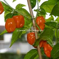 Habanero Francisca - Capsicum chinense