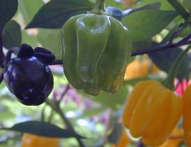 Gambia - Capsicum chinense