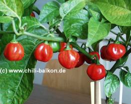 Grenada Seasoning - Capsicum chinense