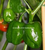 Habanero Francisca unreife Frchte - Capsicum chinense