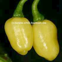 Habanero Ivory - C. chinense