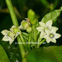 Habanero Ivory Blte