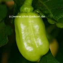 Habanero Ivory - Unreife Frucht