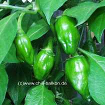 Habanero Manzano - Capsicum chinense - unreife Frucht