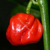 Habanero Red Antilles - C. chinense