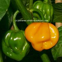 Habanero Trinidad - C. chinense