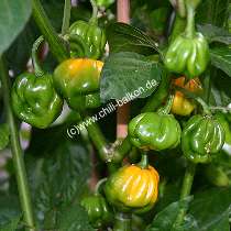 Habanero Trinidad - unreife Frucht - C. chinense