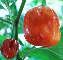 Habanero rot