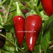 Hungarian Black - Capsicum annuum