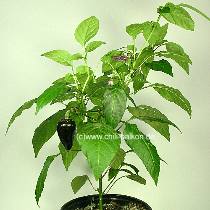 Hungarian Black - C. annuum - Pflanze