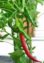 Italien Chili (Alena) - Capsicum annuum