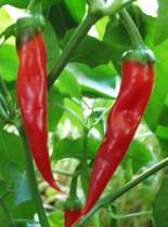 Chili Italien - Capsicum annuum