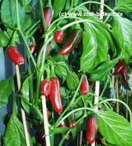 Jalapeno Jumbo - Capsicum annuum