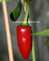 Jalapeno Purple - Capsicum annuum