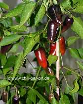 Jalapeno Purple - Pflanze