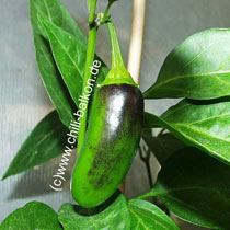 Jalapeno unreif  - C. annuum