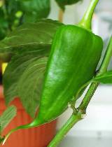 Kapia - Capsicum annuum