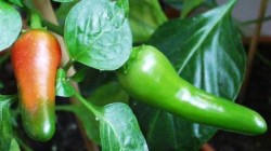 Chili Kenia - C. annuum