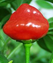 Kitchen Pepper - Capsicum annuum