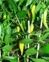 Lemon Drop - Capsicum baccatum