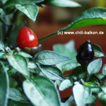 Little Black Beauty - Capsicum annuum