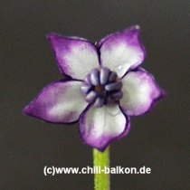 Blte einer Zierpaprika C. annuum