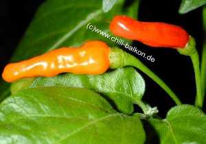 Capsicum frutescens - Malagueta