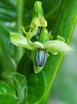 Malagueta - Blüte - Capsicum frutescens