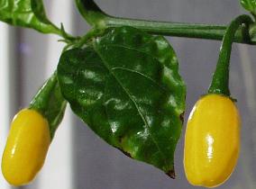 Maraba - Capsicum chinense