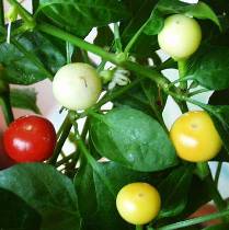 Marbles - Capsicum annuum