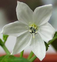 C. annuuum mit 6 Blütenblättern