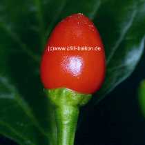 Mayan Cobanero Love - Capsicum annuum