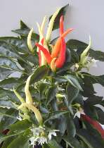 Medusa - Capsicum annuum