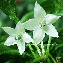 Medusa - Capsicum annuum - Blte