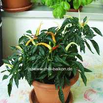 Medusa - Capsicum annuum - berwinterte Pflanze