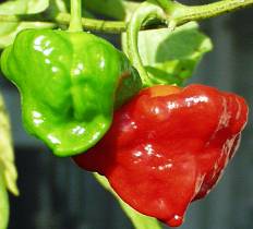 Mushroom - Capsicum annuum