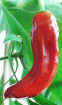 New Mexican - Capsicum annuum