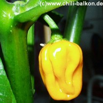 NuMex Suave Orange - Capsicum chinense