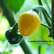 Pimento Pequena Laranjada - Capsicum chinense