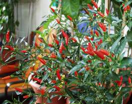 Pequin Ischia - Capsicum annuum